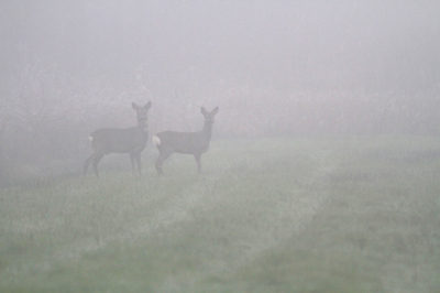 <i class='fa fa-user'></i>&nbsp;GertvanderSchaaf&nbsp;|  Ree&nbsp; <i class='fa fa-eye'>&nbsp;84</i> &nbsp;<i class='fa fa-thumbs-up'>&nbsp;1</i> &nbsp; <i class='fa fa-comment-o'>&nbsp;4</i>