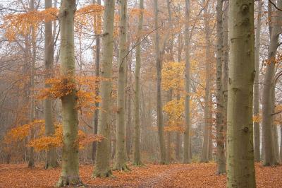 <i class='fa fa-user'></i>&nbsp;Truus Aletta Maan&nbsp;|  Herfst bos&nbsp; <i class='fa fa-eye'>&nbsp;91</i> &nbsp;<i class='fa fa-thumbs-up'>&nbsp;1</i> &nbsp; <i class='fa fa-comment-o'>&nbsp;6</i>