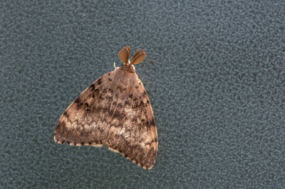 <i class='fa fa-user'></i>&nbsp;Johan van Gurp&nbsp;|  Plakker&nbsp; <i class='fa fa-eye'>&nbsp;73</i> &nbsp;<i class='fa fa-thumbs-up'>&nbsp;1</i> &nbsp; <i class='fa fa-comment-o'>&nbsp;4</i>