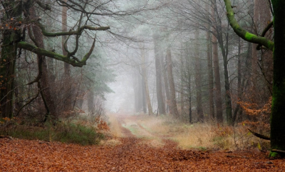 <i class='fa fa-user'></i>&nbsp;ErnovanDoorn&nbsp;|  Bospad met nevel&nbsp; <i class='fa fa-eye'>&nbsp;153</i> &nbsp;<i class='fa fa-thumbs-up'>&nbsp;3</i> &nbsp; <i class='fa fa-comment-o'>&nbsp;11</i>