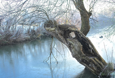 <i class='fa fa-user'></i>&nbsp;hesterb&nbsp;|  Schietwilg&nbsp; <i class='fa fa-eye'>&nbsp;147</i> &nbsp; <i class='fa fa-comment-o'>&nbsp;11</i>