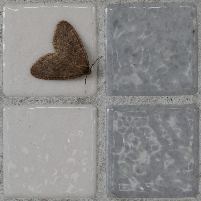 <i class='fa fa-user'></i>&nbsp;Ad Sprang&nbsp;|  Kleine Wintervlinder&nbsp; <i class='fa fa-eye'>&nbsp;116</i> &nbsp;<i class='fa fa-thumbs-up'>&nbsp;2</i> &nbsp; <i class='fa fa-comment-o'>&nbsp;3</i>