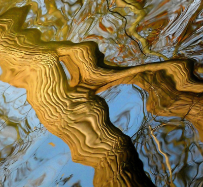 <i class='fa fa-user'></i>&nbsp;B.M.Schouten-Ruis&nbsp;|  Weerspiegeling van wilg in water&nbsp; <i class='fa fa-eye'>&nbsp;113</i> &nbsp;<i class='fa fa-thumbs-up'>&nbsp;4</i> &nbsp; <i class='fa fa-comment-o'>&nbsp;10</i>