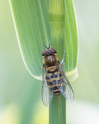 <i class='fa fa-user'></i>&nbsp;Johan van Gurp&nbsp;|  Bosbandzweefvlieg&nbsp; <i class='fa fa-eye'>&nbsp;65</i> &nbsp;<i class='fa fa-thumbs-up'>&nbsp;1</i> &nbsp; <i class='fa fa-comment-o'>&nbsp;1</i>