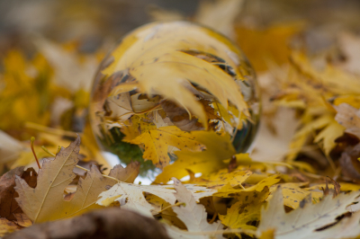 <i class='fa fa-user'></i>&nbsp;susan meijnders&nbsp;|  Herfstblad&nbsp; <i class='fa fa-eye'>&nbsp;139</i> &nbsp;<i class='fa fa-thumbs-up'>&nbsp;3</i> &nbsp; <i class='fa fa-comment-o'>&nbsp;10</i>