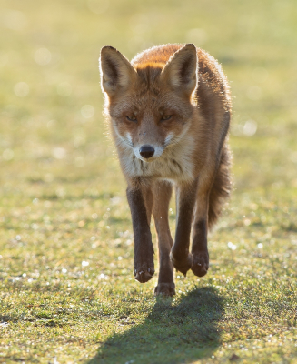 <i class='fa fa-user'></i>&nbsp;pietwil&nbsp;|  Vos&nbsp; <i class='fa fa-eye'>&nbsp;135</i> &nbsp;<i class='fa fa-thumbs-up'>&nbsp;2</i> &nbsp; <i class='fa fa-comment-o'>&nbsp;3</i>