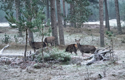 <i class='fa fa-user'></i>&nbsp;nelappelmelk&nbsp;|  Edelhert&nbsp; <i class='fa fa-eye'>&nbsp;137</i> &nbsp;<i class='fa fa-thumbs-up'>&nbsp;1</i> &nbsp; <i class='fa fa-comment-o'>&nbsp;4</i>