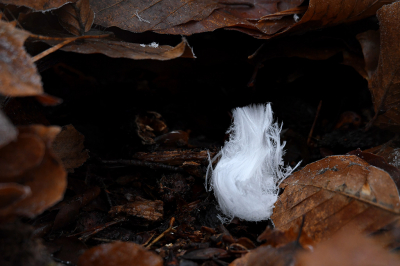 <i class='fa fa-user'></i>&nbsp;Eric Gibcus&nbsp;|  IJshaar&nbsp; <i class='fa fa-eye'>&nbsp;75</i> &nbsp; <i class='fa fa-comment-o'>&nbsp;1</i>