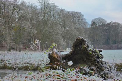 <i class='fa fa-user'></i>&nbsp;hesterb&nbsp;|  Open weide plek voor zomervee tussen bosranden&nbsp; <i class='fa fa-eye'>&nbsp;90</i> &nbsp; <i class='fa fa-comment-o'>&nbsp;5</i>