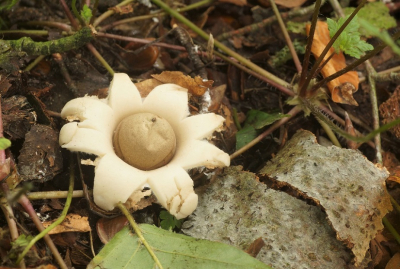 <i class='fa fa-user'></i>&nbsp;Jelle Bakker&nbsp;|  Gewimperde Aardster&nbsp; <i class='fa fa-eye'>&nbsp;79</i> &nbsp; <i class='fa fa-comment-o'>&nbsp;1</i>