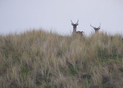 <i class='fa fa-user'></i>&nbsp;Jurgen Maassen&nbsp;|  Damhert&nbsp; <i class='fa fa-eye'>&nbsp;90</i> &nbsp;<i class='fa fa-thumbs-up'>&nbsp;1</i> &nbsp; <i class='fa fa-comment-o'>&nbsp;1</i>