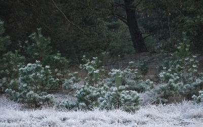 <i class='fa fa-user'></i>&nbsp;nelappelmelk&nbsp;|  Kerstboompjes&nbsp; <i class='fa fa-eye'>&nbsp;75</i> &nbsp; <i class='fa fa-comment-o'>&nbsp;2</i>