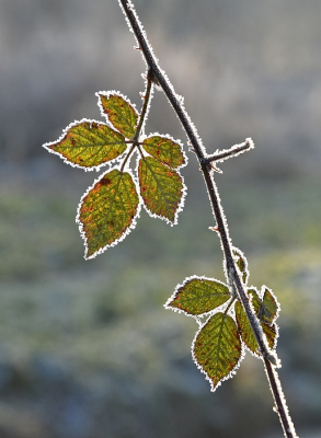 <i class='fa fa-user'></i>&nbsp;kooyammers&nbsp;|  Gewone Braam&nbsp; <i class='fa fa-eye'>&nbsp;93</i> &nbsp;<i class='fa fa-thumbs-up'>&nbsp;7</i> &nbsp; <i class='fa fa-comment-o'>&nbsp;7</i>