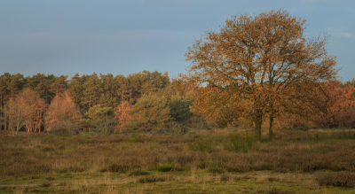 <i class='fa fa-user'></i>&nbsp;janvangastel&nbsp;|  Tafelbergheide&nbsp; <i class='fa fa-eye'>&nbsp;85</i> &nbsp; <i class='fa fa-comment-o'>&nbsp;6</i>