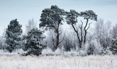 <i class='fa fa-user'></i>&nbsp;Pieter  LJ&nbsp;|  Berijpt landschap&nbsp; <i class='fa fa-eye'>&nbsp;146</i> &nbsp;<i class='fa fa-thumbs-up'>&nbsp;7</i> &nbsp; <i class='fa fa-comment-o'>&nbsp;12</i>