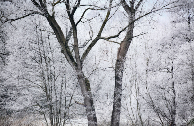 <i class='fa fa-user'></i>&nbsp;Pieter  LJ&nbsp;|  Berijpt landschap&nbsp; <i class='fa fa-eye'>&nbsp;88</i> &nbsp; <i class='fa fa-comment-o'>&nbsp;3</i>