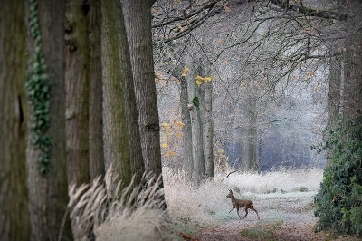 <i class='fa fa-user'></i>&nbsp;robert-jan&nbsp;|  Ree&nbsp; <i class='fa fa-eye'>&nbsp;196</i> &nbsp;<i class='fa fa-thumbs-up'>&nbsp;13</i> &nbsp; <i class='fa fa-comment-o'>&nbsp;8</i>