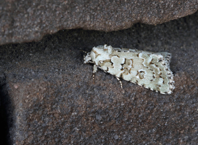 <i class='fa fa-user'></i>&nbsp;Ad Sprang&nbsp;|  Groene Korstmosuil&nbsp; <i class='fa fa-eye'>&nbsp;92</i> &nbsp; <i class='fa fa-comment-o'>&nbsp;10</i>