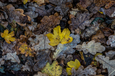 <i class='fa fa-user'></i>&nbsp;Johan van Gurp&nbsp;|  Herfstbladeren&nbsp; <i class='fa fa-eye'>&nbsp;83</i> &nbsp; <i class='fa fa-comment-o'>&nbsp;3</i>