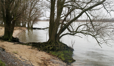 <i class='fa fa-user'></i>&nbsp;B.M.Schouten-Ruis&nbsp;|  Bomen langs de rivier&nbsp; <i class='fa fa-eye'>&nbsp;76</i> &nbsp;<i class='fa fa-thumbs-up'>&nbsp;1</i> &nbsp; <i class='fa fa-comment-o'>&nbsp;4</i>