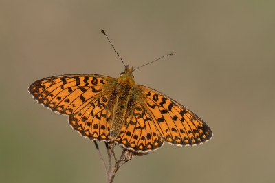 <i class='fa fa-user'></i>&nbsp;Johan van Gurp&nbsp;|  Zilveren Maan&nbsp; <i class='fa fa-eye'>&nbsp;84</i> &nbsp;<i class='fa fa-thumbs-up'>&nbsp;1</i> &nbsp; <i class='fa fa-comment-o'>&nbsp;4</i>