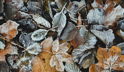 <i class='fa fa-user'></i>&nbsp;B.M.Schouten-Ruis&nbsp;|  Bevroren blaadjes&nbsp; <i class='fa fa-eye'>&nbsp;103</i> &nbsp;<i class='fa fa-thumbs-up'>&nbsp;1</i> &nbsp; <i class='fa fa-comment-o'>&nbsp;4</i>