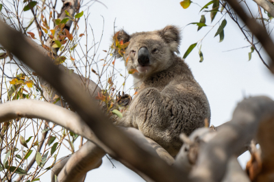 <i class='fa fa-user'></i>&nbsp;Vincent Vuik&nbsp;|  Koala&nbsp; <i class='fa fa-eye'>&nbsp;88</i> &nbsp;<i class='fa fa-thumbs-up'>&nbsp;1</i> &nbsp; <i class='fa fa-comment-o'>&nbsp;3</i>