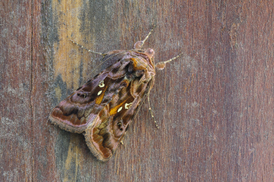 <i class='fa fa-user'></i>&nbsp;Robert Rodenburg&nbsp;|  Donkere Jota-uil&nbsp; <i class='fa fa-eye'>&nbsp;121</i> &nbsp;<i class='fa fa-thumbs-up'>&nbsp;8</i> &nbsp; <i class='fa fa-comment-o'>&nbsp;10</i>