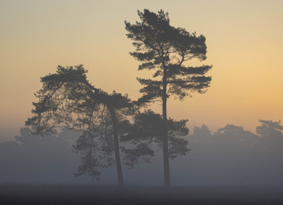 <i class='fa fa-user'></i>&nbsp;ErnovanDoorn&nbsp;|  Grove Den&nbsp; <i class='fa fa-eye'>&nbsp;83</i> &nbsp;<i class='fa fa-thumbs-up'>&nbsp;2</i> &nbsp; <i class='fa fa-comment-o'>&nbsp;6</i>