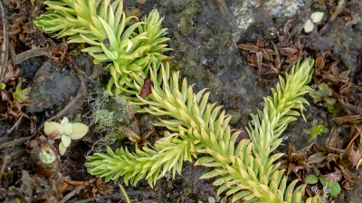 <i class='fa fa-user'></i>&nbsp;Johan van Gurp&nbsp;|  Moeraswolfsklauw&nbsp; <i class='fa fa-eye'>&nbsp;61</i> &nbsp; <i class='fa fa-comment-o'>&nbsp;2</i>