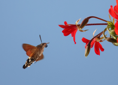 <i class='fa fa-user'></i>&nbsp;Jurgen Maassen&nbsp;|  Kolibrievlinder&nbsp; <i class='fa fa-eye'>&nbsp;108</i> &nbsp;<i class='fa fa-thumbs-up'>&nbsp;6</i> &nbsp; <i class='fa fa-comment-o'>&nbsp;3</i>