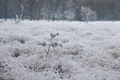 <i class='fa fa-user'></i>&nbsp;nelappelmelk&nbsp;|  Berijpt landschap&nbsp; <i class='fa fa-eye'>&nbsp;84</i> &nbsp; <i class='fa fa-comment-o'>&nbsp;2</i>