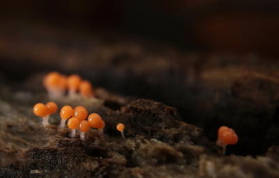 <i class='fa fa-user'></i>&nbsp;Meindert&nbsp;|  Slijmzwam sp.&nbsp; <i class='fa fa-eye'>&nbsp;95</i> &nbsp;<i class='fa fa-thumbs-up'>&nbsp;5</i> &nbsp; <i class='fa fa-comment-o'>&nbsp;9</i>