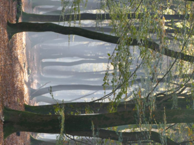 <i class='fa fa-user'></i>&nbsp;HaHes&nbsp;|  Malebossen van de Elspeter Struiken&nbsp; <i class='fa fa-eye'>&nbsp;112</i> &nbsp; <i class='fa fa-comment-o'>&nbsp;1</i>