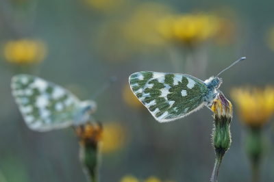 Op een grasveld met deze gele bloemen kwam ik laat op de avond deze rustende Witjes tegen.