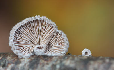 <i class='fa fa-user'></i>&nbsp;Paul Vandebroek&nbsp;|  Waaiertje&nbsp; <i class='fa fa-eye'>&nbsp;85</i> &nbsp;<i class='fa fa-thumbs-up'>&nbsp;7</i> &nbsp; <i class='fa fa-comment-o'>&nbsp;5</i>