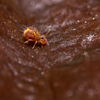 <i class='fa fa-user'></i>&nbsp;birgittaroos&nbsp;|  Dicyrtomina ornata&nbsp; <i class='fa fa-eye'>&nbsp;88</i> &nbsp;<i class='fa fa-thumbs-up'>&nbsp;1</i> &nbsp; <i class='fa fa-comment-o'>&nbsp;3</i>