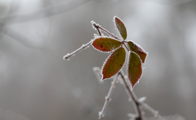 <i class='fa fa-user'></i>&nbsp;David&nbsp;|  Gewone Braam&nbsp; <i class='fa fa-eye'>&nbsp;65</i> &nbsp;<i class='fa fa-thumbs-up'>&nbsp;1</i> &nbsp; <i class='fa fa-comment-o'>&nbsp;4</i>