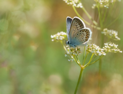 <i class='fa fa-user'></i>&nbsp;Jurgen Maassen&nbsp;|  Heideblauwtje&nbsp; <i class='fa fa-eye'>&nbsp;91</i> &nbsp;<i class='fa fa-thumbs-up'>&nbsp;3</i> &nbsp; <i class='fa fa-comment-o'>&nbsp;4</i>