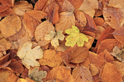 <i class='fa fa-user'></i>&nbsp;hesterb&nbsp;|  Esdoornblaadje&nbsp; <i class='fa fa-eye'>&nbsp;78</i> &nbsp; <i class='fa fa-comment-o'>&nbsp;3</i>