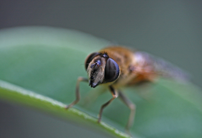 <i class='fa fa-user'></i>&nbsp;Cor&nbsp;|  Blinde Bij&nbsp; <i class='fa fa-eye'>&nbsp;84</i> &nbsp;<i class='fa fa-thumbs-up'>&nbsp;7</i> &nbsp; <i class='fa fa-comment-o'>&nbsp;5</i>