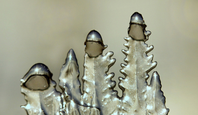 <i class='fa fa-user'></i>&nbsp;Nel R&nbsp;|  IJskerstboompjes&nbsp; <i class='fa fa-eye'>&nbsp;118</i> &nbsp;<i class='fa fa-thumbs-up'>&nbsp;10</i> &nbsp; <i class='fa fa-comment-o'>&nbsp;8</i>