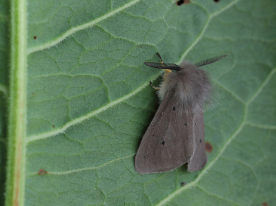 <i class='fa fa-user'></i>&nbsp;Ad Sprang&nbsp;|  Mendicabeer&nbsp; <i class='fa fa-eye'>&nbsp;95</i> &nbsp;<i class='fa fa-thumbs-up'>&nbsp;5</i> &nbsp; <i class='fa fa-comment-o'>&nbsp;4</i>