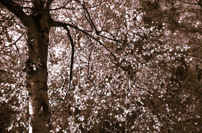 <i class='fa fa-user'></i>&nbsp;B.M.Schouten-Ruis&nbsp;|  Berkenboom in Kralingse Bos&nbsp; <i class='fa fa-eye'>&nbsp;90</i> &nbsp;<i class='fa fa-thumbs-up'>&nbsp;1</i> &nbsp; <i class='fa fa-comment-o'>&nbsp;1</i>