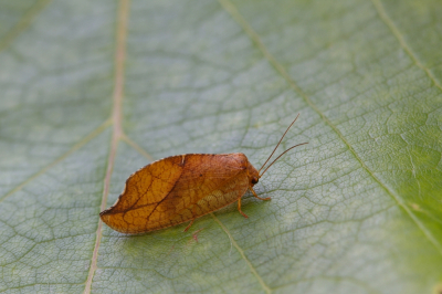 <i class='fa fa-user'></i> Robert Rodenburg | Drepanepteryx phalaenoides  <i class='fa fa-eye'> 117</i>  <i class='fa fa-thumbs-up'> 10</i>   <i class='fa fa-comment-o'> 10</i>