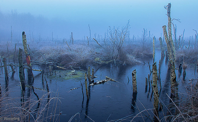 Net na zonsopkomst werd het landschap in de mist gedompeld. Het zonlicht en de horizon verdrongen. Het pad liep dood in het veen met bevroren
inktzwart water