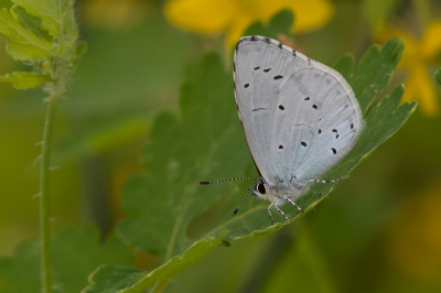 <i class='fa fa-user'></i>&nbsp;Johan van Gurp&nbsp;|  Boomblauwtje&nbsp; <i class='fa fa-eye'>&nbsp;65</i> &nbsp;<i class='fa fa-thumbs-up'>&nbsp;1</i> &nbsp; <i class='fa fa-comment-o'>&nbsp;2</i>