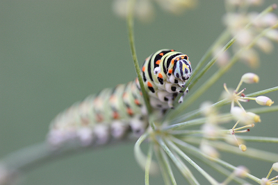 <i class='fa fa-user'></i>&nbsp;Paul Vandebroek&nbsp;|  Koninginnenpage&nbsp; <i class='fa fa-eye'>&nbsp;87</i> &nbsp;<i class='fa fa-thumbs-up'>&nbsp;1</i> &nbsp; <i class='fa fa-comment-o'>&nbsp;5</i>