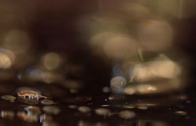 <i class='fa fa-user'></i>&nbsp;rixte&nbsp;|  Isotomurus maculatus&nbsp; <i class='fa fa-eye'>&nbsp;117</i> &nbsp;<i class='fa fa-thumbs-up'>&nbsp;9</i> &nbsp; <i class='fa fa-comment-o'>&nbsp;8</i>