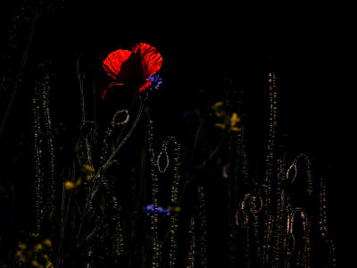 <i class='fa fa-user'></i>&nbsp;Loes Belovics&nbsp;|  Grote Klaproos&nbsp; <i class='fa fa-eye'>&nbsp;155</i> &nbsp;<i class='fa fa-thumbs-up'>&nbsp;10</i> &nbsp; <i class='fa fa-comment-o'>&nbsp;11</i>